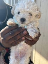 Purebred Bichon frise puppies for rehoming text at((blancamonica041@gmail.com)