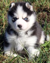 Purebred Blue Eye Siberian Husky Puppies