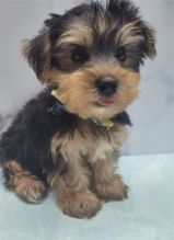 Registered Ckc Male Female Morkie Puppies
