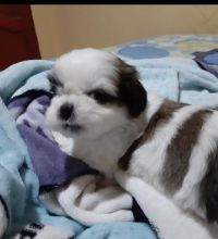 Strong and healthy Shitzu puppies for free adoption Email address (blancamonica041@gmail.com)