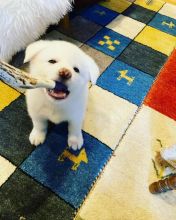 Super adorable Akita inu puppies for free adoption email address at (manuellajustin986@gmail.com)