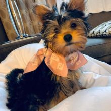 Two Teacup YORKIE Puppies Need a New Family email (manuellajustin986@gmail.com)