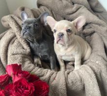 Adorable French Bulldog Puppies for loving homes! Email{blancamonica041@gmail.com} for details. Image eClassifieds4u