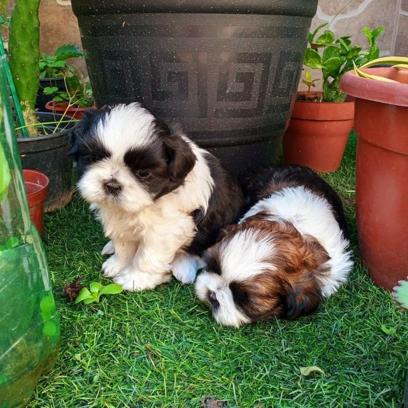 Adorable shih-tzu puppies available for adoption. (ritakind97@gmail.com) Image eClassifieds4u