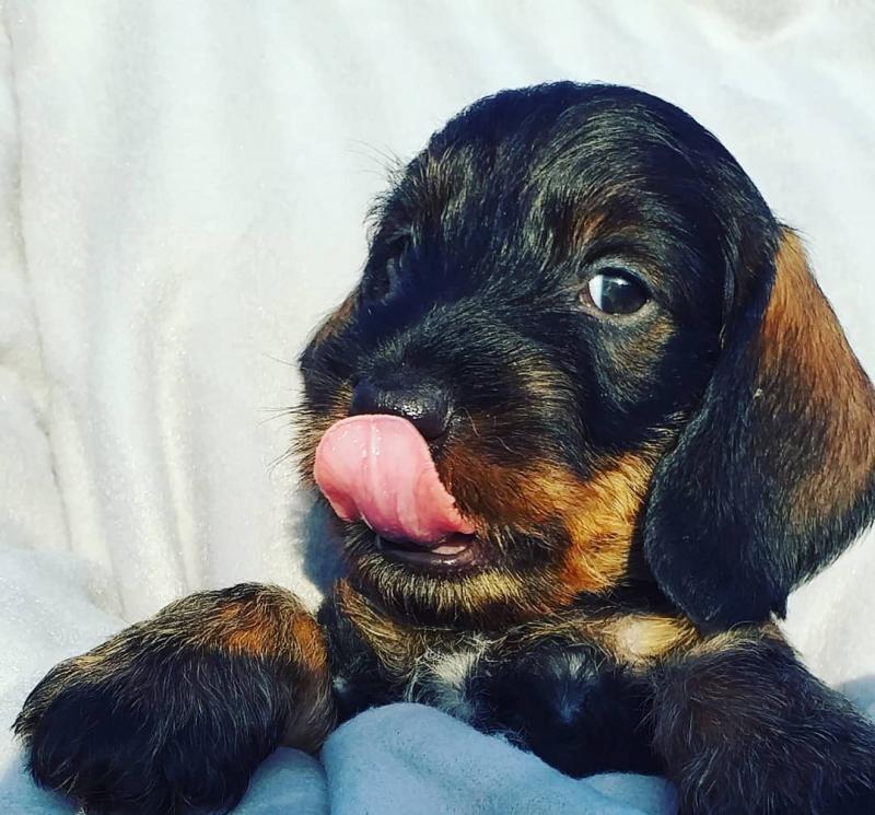 Amazing Bassotto puppies for rehoming Image eClassifieds4u