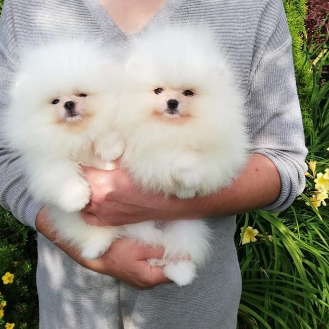 Beautiful Pomeranian puppies available for adoption. (arielmeagan26@gmail.com) Image eClassifieds4u