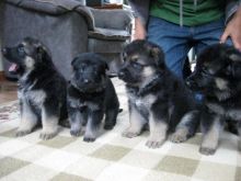 CKC German Shepherd Puppies...email directly at. ( manuellajustin986@gmail.com) Image eClassifieds4u