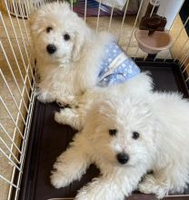 CUTE BICHON FRISE PUPPIES FOR ADOPTION ( blancamonica041@gmail.com ) Image eClassifieds4u