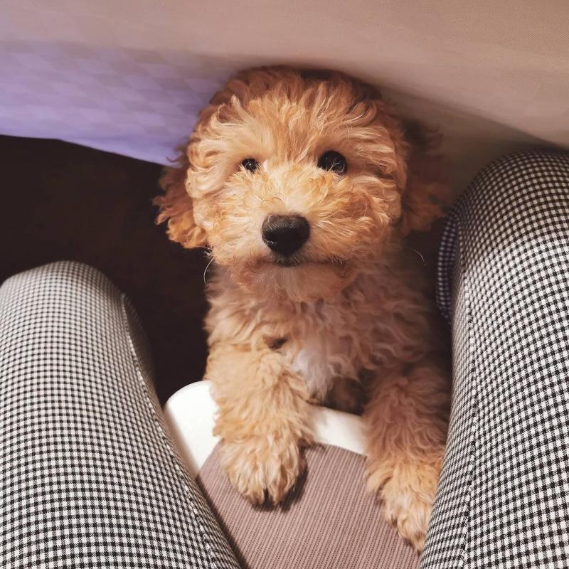 Cute Poodle puppies for free adoption Image eClassifieds4u