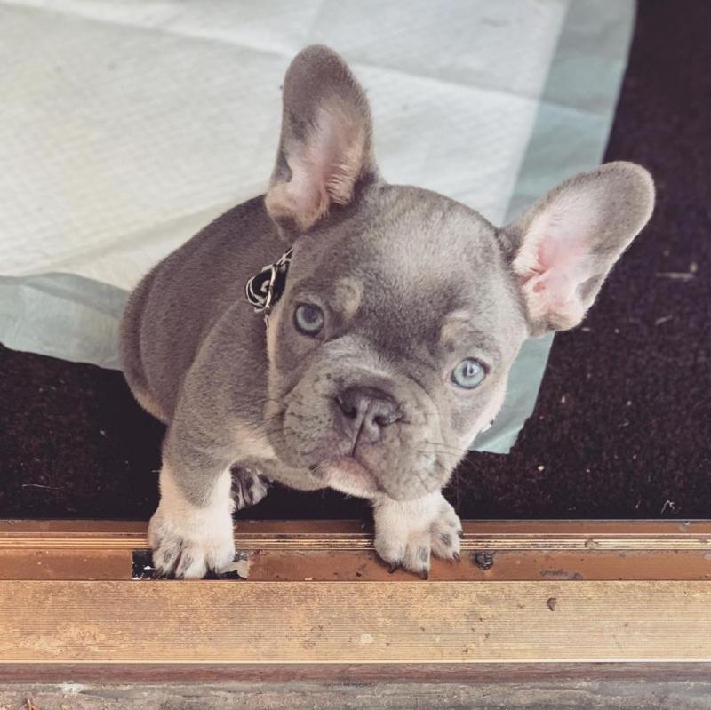 French bulldog puppies for adoption male and female available Image eClassifieds4u
