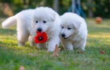 friendly and healthy Samoyed puppies. text us (manuellajustin986@gmail.com) Image eClassifieds4u
