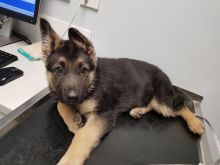 GERMAN SHEPHERD PUPPIES FOR FREE ADOPTION Image eClassifieds4u