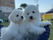Bichon Frise Puppies Looking For Their Forever Home Email address (blancamonica041@gmail.com) Image eClassifieds4U