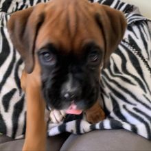 cute Boxer puppies for free adoption (blancamonica041@gmail.com) for more details Image eClassifieds4u 2