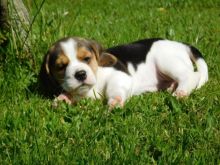Mini bernese puppies for adoption email me urgently on (manuellajustin986@gmail.com) Image eClassifieds4u 2