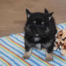 Pomsky Puppies Image eClassifieds4U