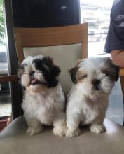 shih tzu PUPPIES FOR ADOPTION FOR MORE DETAILS.(blancamonica041@gmail.com) Image eClassifieds4u 1