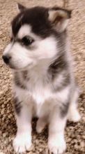 Siberian Husky puppies for free adoption..Email. ⇛⇛[manuellajustin986@gmail.com] Image eClassifieds4u 4