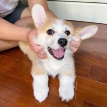 Corgi puppies for adoption CONTACT WITH US THROUGH(blancamonica041@gmail.com) Image eClassifieds4u 1