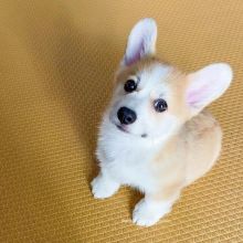 Corgi puppies for adoption CONTACT WITH US THROUGH(blancamonica041@gmail.com) Image eClassifieds4u 2