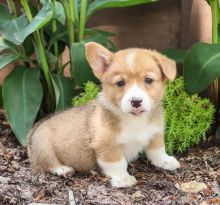 Corgi puppies for adoption CONTACT WITH US THROUGH(blancamonica041@gmail.com) Image eClassifieds4u 4