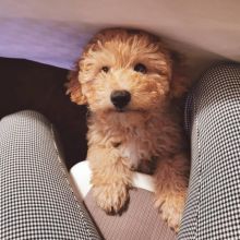 Cute Poodle puppies for free adoption Image eClassifieds4u 2