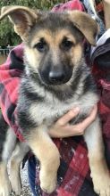 GERMAN SHEPHERD PUPPIES FOR FREE ADOPTION Image eClassifieds4u 2