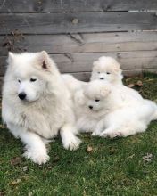 Healthy Registered Samoyed puppies available Image eClassifieds4U