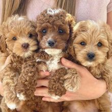 lovely male and female Cavapoo Puppies text us (manuellajustin986@gmail.com) Image eClassifieds4U