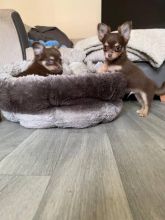 MALE AND FEMALE CHIHUAHUA PUPPIES AVAILABLE Email address(blancamonica041@gmail.com) Image eClassifieds4u 2
