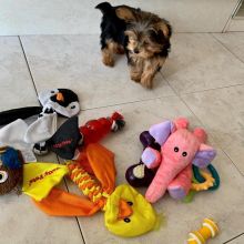 male and female Yorkshire Terrier Puppies available Image eClassifieds4u 2