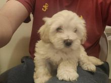 Maltese Puppies Available for adoption EMAIL US AT(blancamonica041@gmail.com) Image eClassifieds4u 2