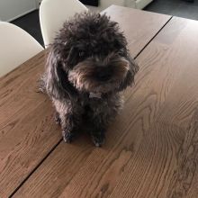 Poodle puppies for free adoption...email us on (blancamonica041@gmail.com) for more details Image eClassifieds4u