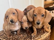 charming dachshund puppies for adoption (manuellajustin986@gmail.com) Image eClassifieds4u