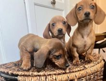 charming dachshund puppies for adoption (manuellajustin986@gmail.com) Image eClassifieds4u