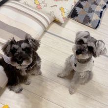 C.K.C MALE AND FEMALE SCHNAUZER PUPPIES AVAILABLE (manuellajustin986@gmail.com) Image eClassifieds4u