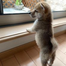 Cute Shiba inu puppies are ready for rehoming(manuellajustin986@gmail.com) Image eClassifieds4u