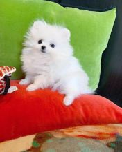 Male and Pomeranian Puppies for adoption.. Email address(manuellajustin986@gmail.com) Image eClassifieds4u