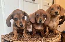 charming dachshund puppies for adoption (manuellajustin986@gmail.com)