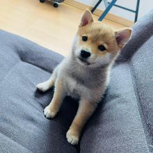 Cute Shiba inu puppies are ready for rehoming(manuellajustin986@gmail.com)