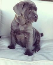 EXCEPTIONAL C.K.C CANE CORSO PUPPIES FOR ADOPTION(manuellajustin986@gmail.com)