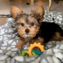 Home raised yorkie puppies for Rehoming
