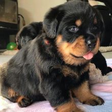 Adorable Male and female Rottweiler Puppies Up For Adoption