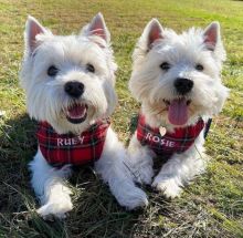 Adorable westie puppies Available (manuellajustin986@gmail.com)