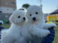 Bichon Frise Puppies Looking For Their Forever Home (manuellajustin986@gmail.com)