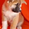 Healthy male and female Akita puppies available.