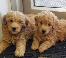 Healthy Male and Female Cavapoo Puppies Available For Adoption (manuellajustin986@gmail.com)