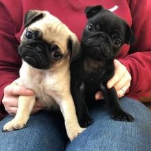Healthy Male and Female pug Puppies Available For Adoption (manuellajustin986@gmail.com)