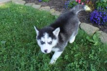 REGISTERED ADORABLE male and female Siberian husky puppies for adoption