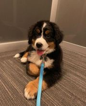 sweet Bernese mountain puppies ready for a new home Email(manuellajustin986@gmail.com)